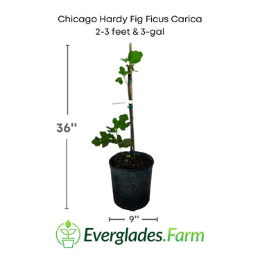 Chicago Hardy Fig Ficus carica